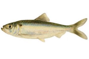 Image of the alewife fish