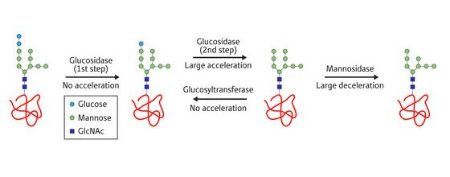 Schematic of glycoprotein processing reactions