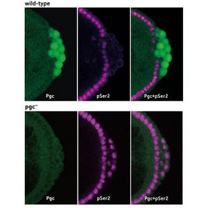 Image of Drosophila embryos labeled with Pgc and pSer2