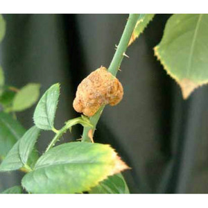 Image of a crown gall