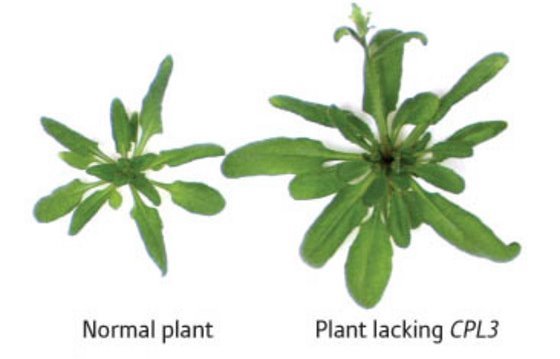Image of Arabidopsis plants
