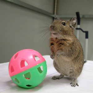 Image of degus