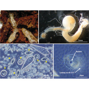 Image of Rs-D17 and termite
