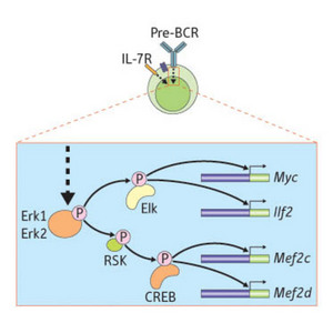 Schematic showing the pre-BCR developmental checkpoint