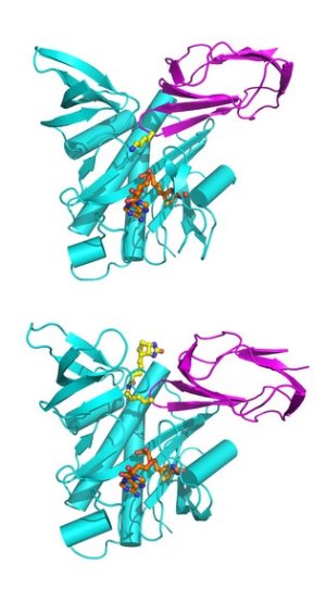 Image showing the structure of enzyme, BPL and BCCP