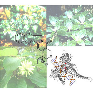 Image of plant species producing camptothecin