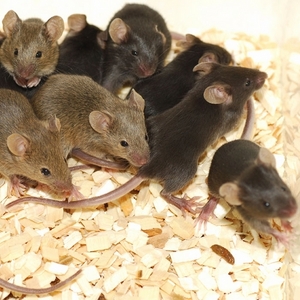 Image of mice