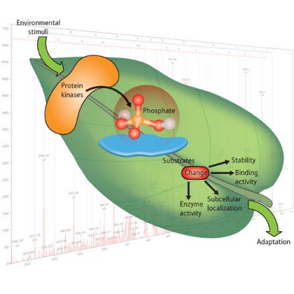 Schematic showing the phosphorylation of proteins