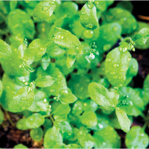 Image of Arabidopsis plants