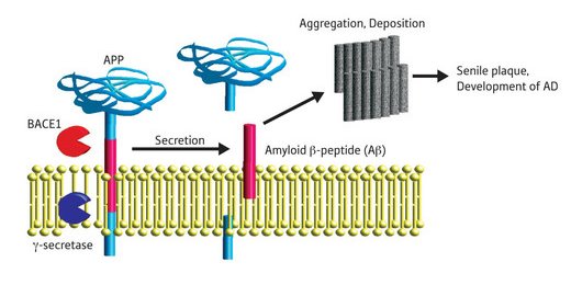 Schematic showing the generation of Aβ