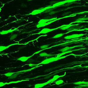 Image of neural connections in rat embryonic brain