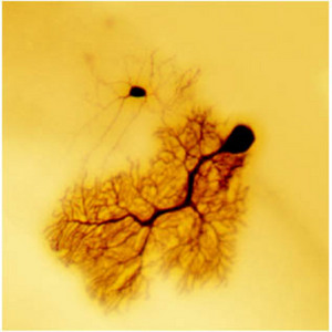 Image of dye-coupling