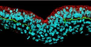 Image of section from a gastrulation-stage chick embryo