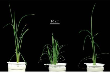 Image of rice plants
