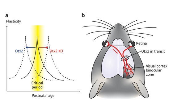 Schematic of visual cortex plasticity and Otx2 protein transportation
