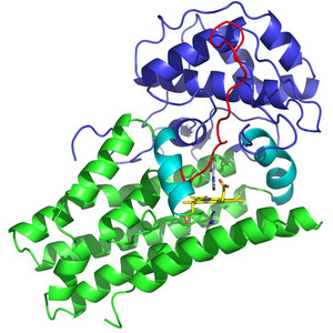 Image of indoleamine 2,3-dioxygenase