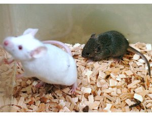 Image of mice