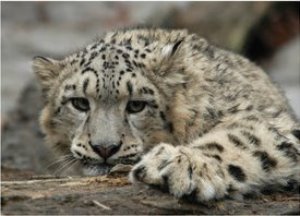 Image of snow leopard