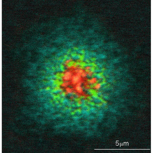 Image of a T cell