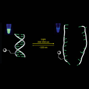 Schematic showing the formation and destabilization of a DNA complex