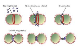 Image of events in chloroplast division Image of events in chloroplast division