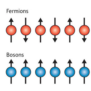 Image of the spins on a chain of fermions and bosons