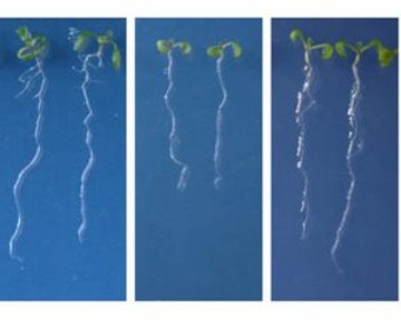Image of plants with disrupted CYP79B pathway