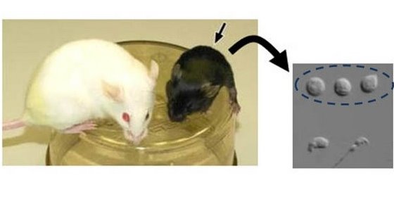 Image of mice germ cells