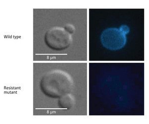 Image showing the localization of antifungal compound