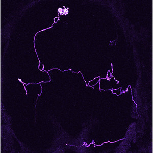 Image of a mitral cell in zebrafish