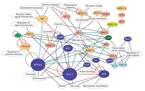 Image of transcription network 