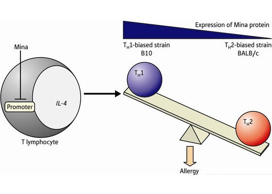 Schematic showing the role of the Mina protein