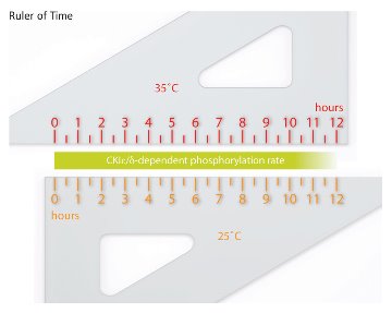 Schematic of the process essential for maintaining the circadian rhythm