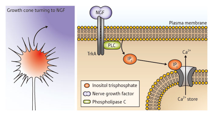 Schematic of growth cone and action of NGF