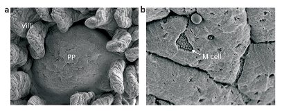 Image of a murine Peyer’s patch