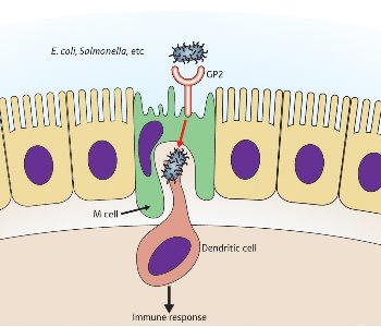Schematic showing the role of GP2