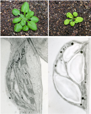 Images of Arabidopsis plant