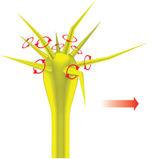 Image showing the rotations of filopodia