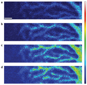 Images showing calcium ion influx into a Purkinje neuron