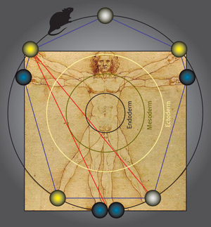 Image describing an atlas of TF–TF interaction networks