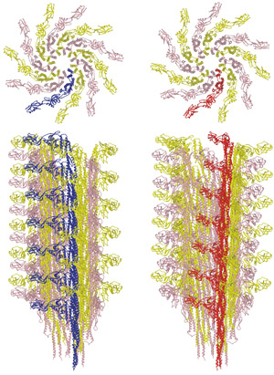 Image of L- and R-type flagellar filaments