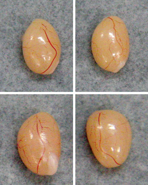 Image of testes