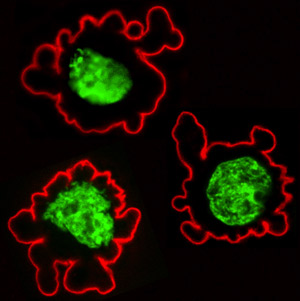 Image of human stem cells