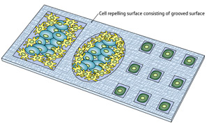 Image of cells on a chip Image of cells on a chip