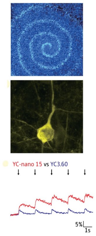 Image of waves of calcium flux