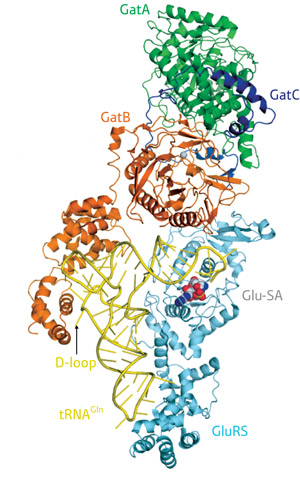 Image of T. maritima glutamine transamidosome