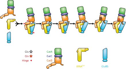 Schematic of Gln-tRNAGln synthesis