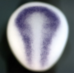 Image of a Xenopus embryo Image of a Xenopus embryo