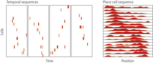 Image of novel place cell firing sequences Image of novel place cell firing sequences
