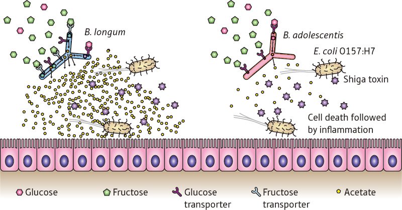 Image of metabolization of bacteria